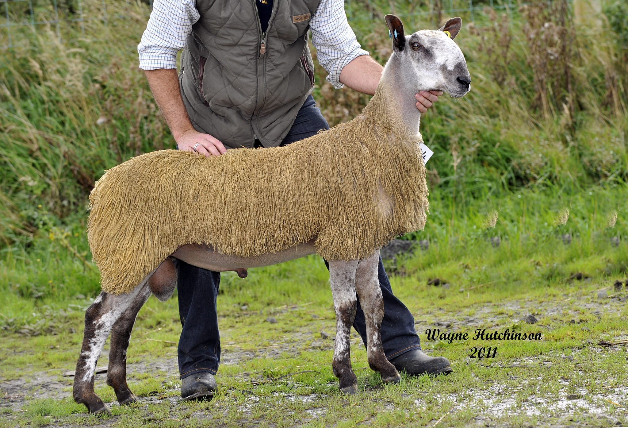 Ballymena Ram & Female Sale Sale Reports