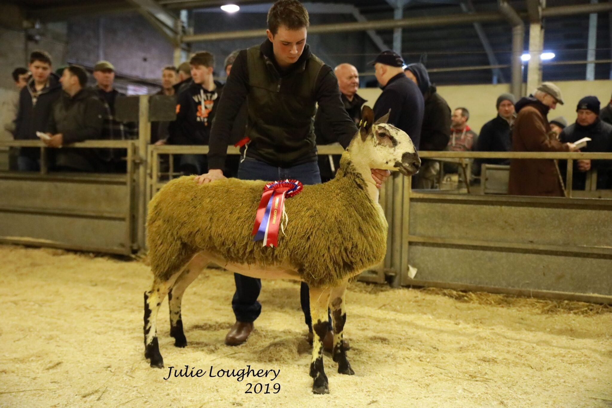 Ballymena Female Sale Sale Reports