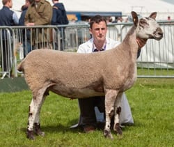 Balmoral Show Show Results