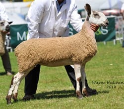 Great Yorkshire Show Show Results