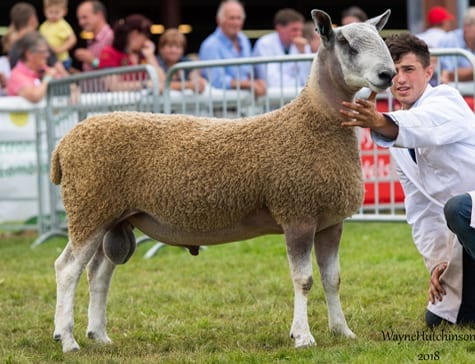Royal Welsh Show Show Results