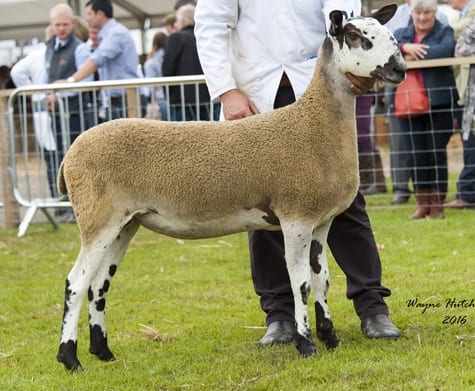 Royal Highland Show – Crossing Show Results
