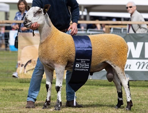 Royal Highland Show – Crossing Type Show Results