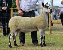 Royal Highland Show Show Results