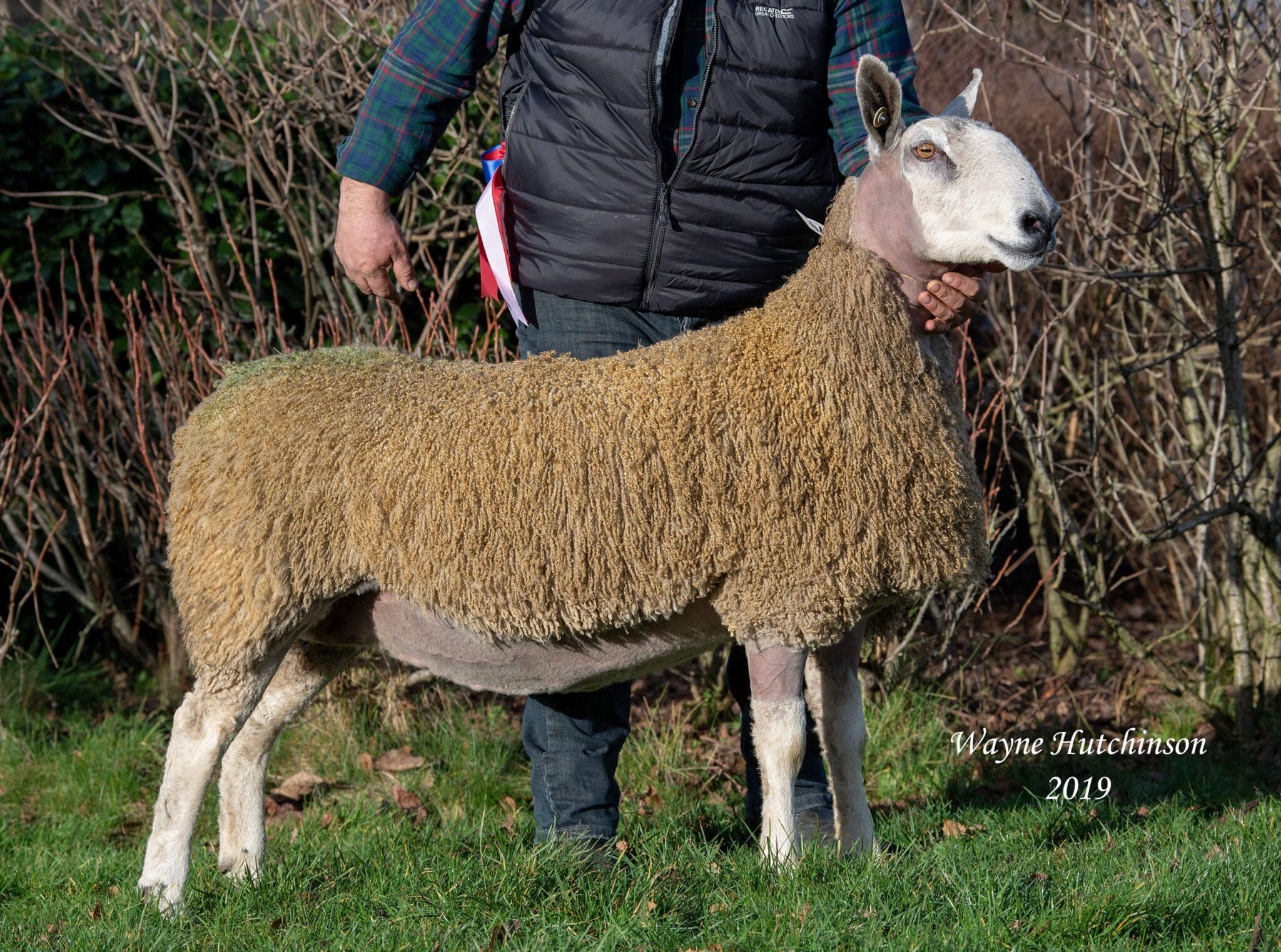 Carlisle Traditional Female Sale Sale Reports