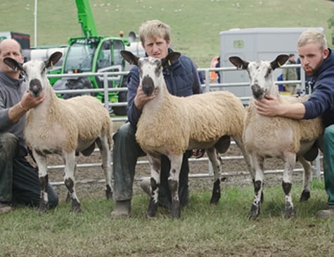 Scottish Progeny Show – Crossing Type & Mules Show Results