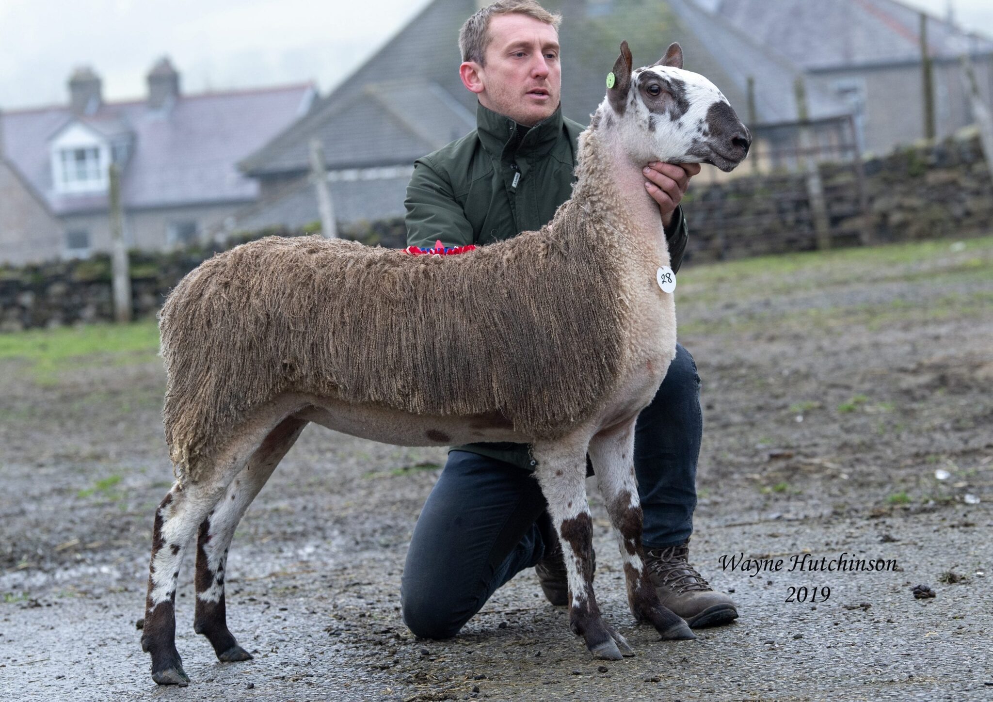 Hawes Female Sale Sale Reports