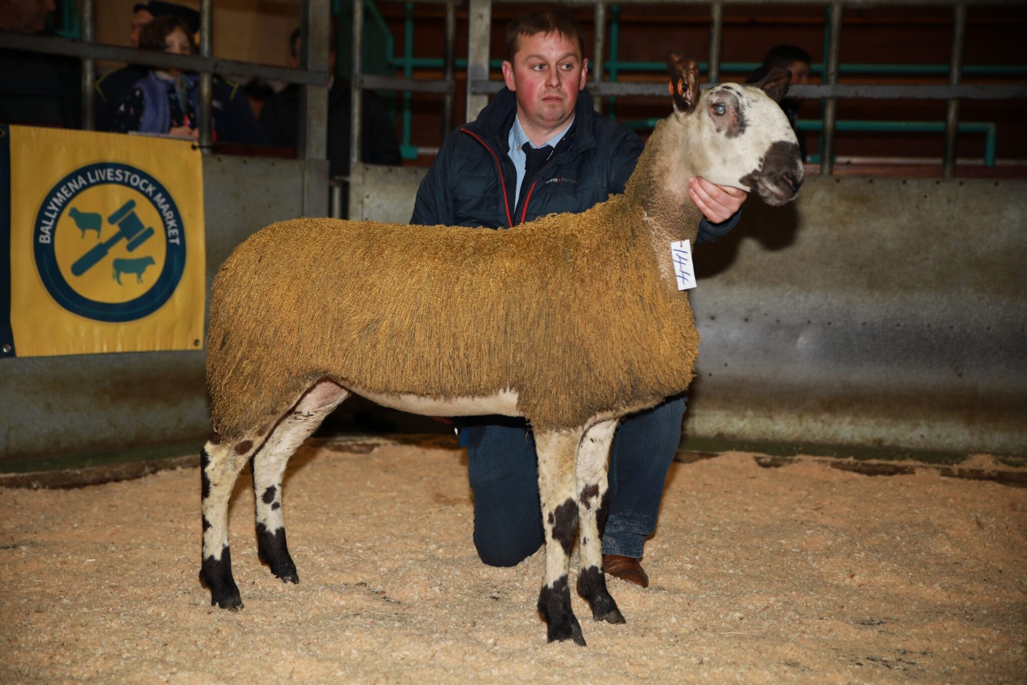 Ballymena Female Sale Sale Reports