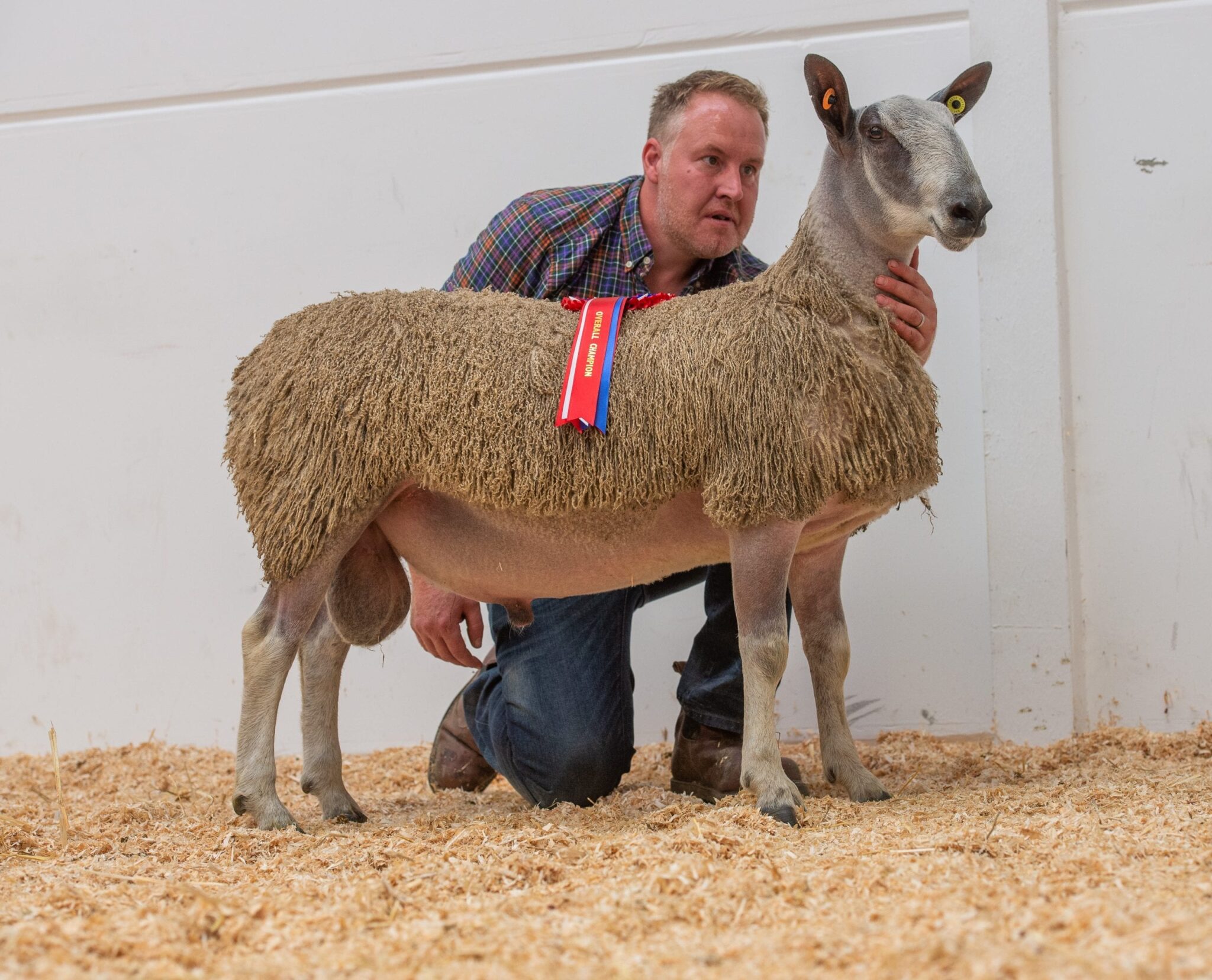 Ruthin Rams & Female Sale Sale Reports