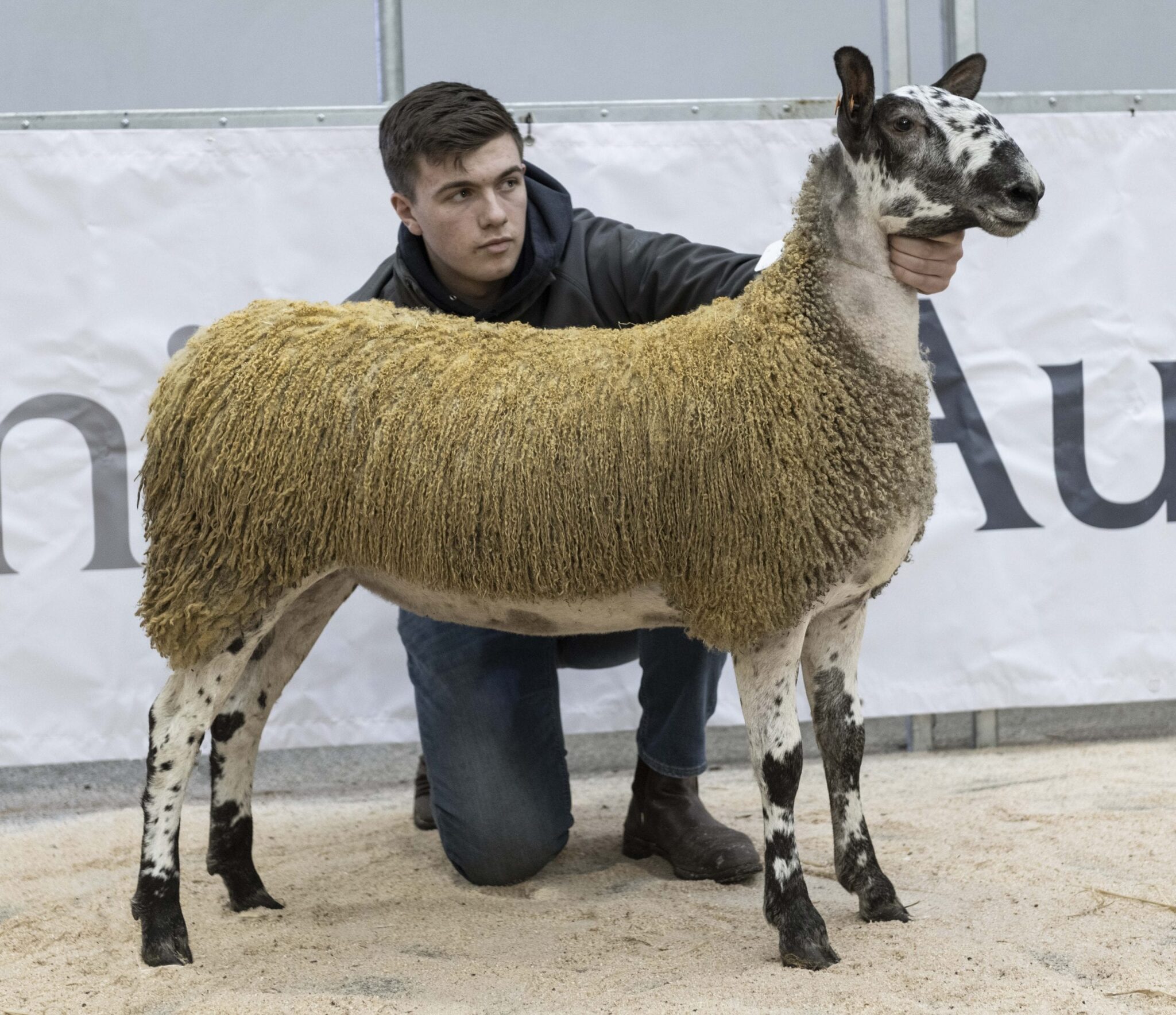 Stirling Female Sale Sale Reports