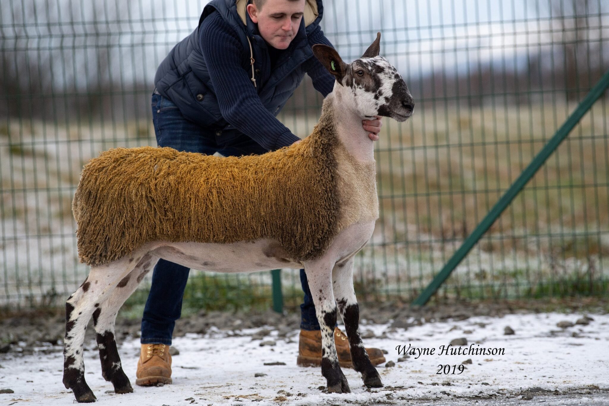 Stirling Female Sale Sale Reports