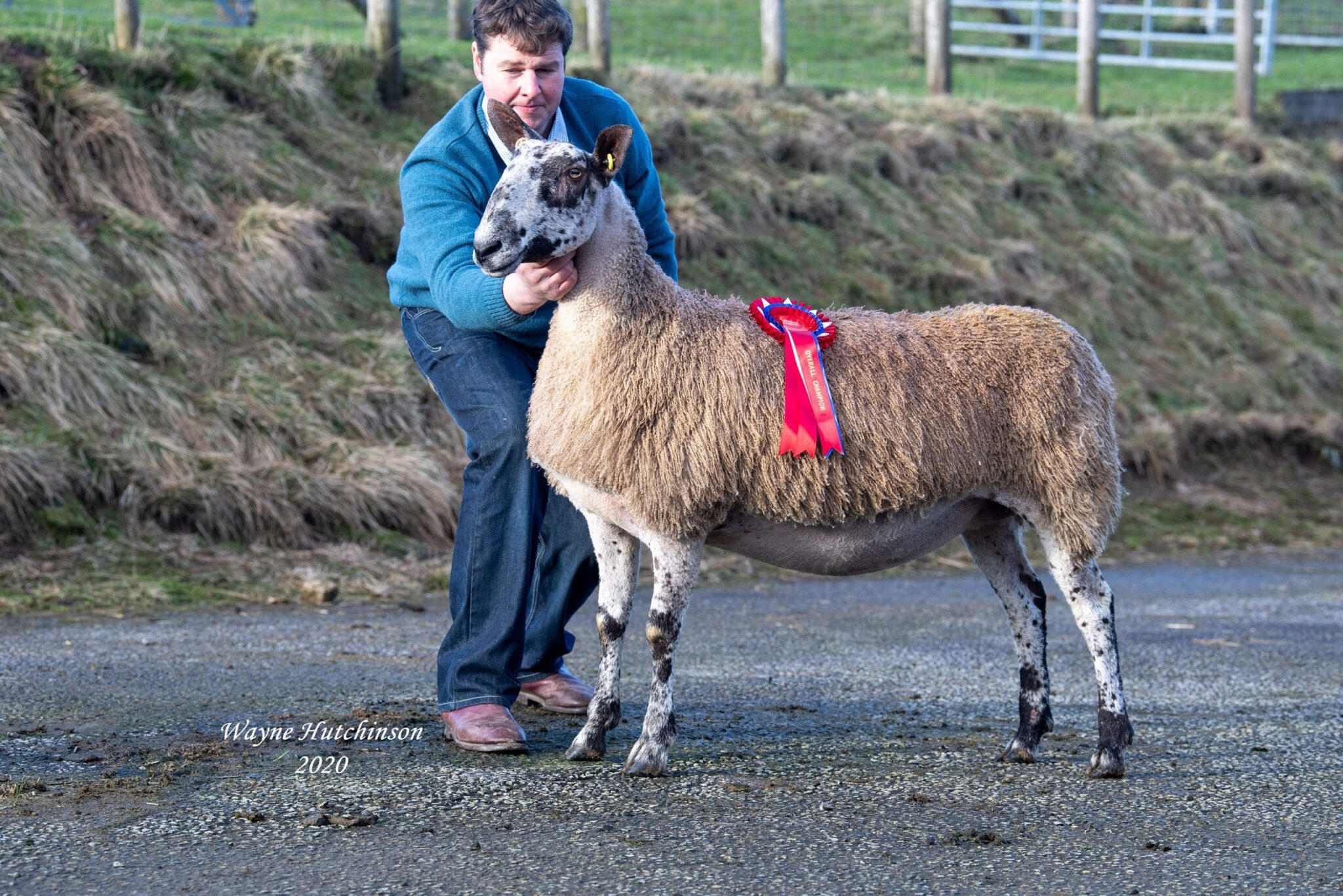 Hawes Female Sale Sale Reports