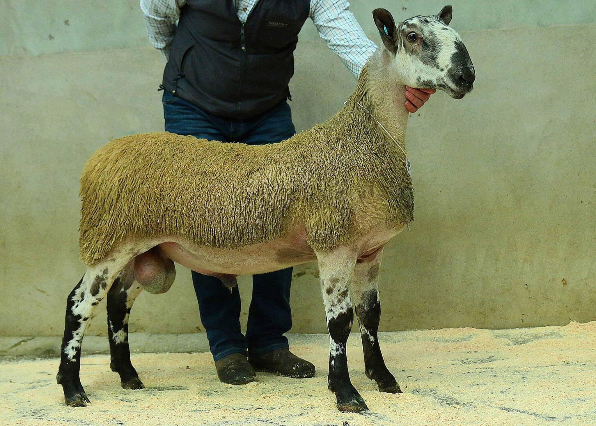 Armoy Ram & Female Sale Sale Reports