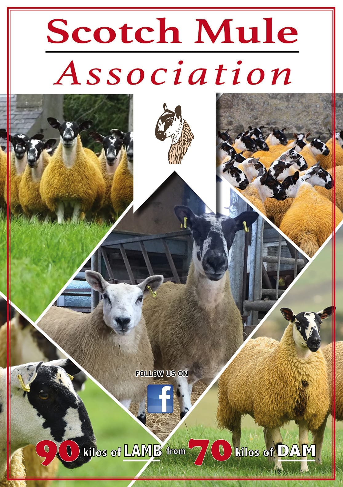 Scotch Mule Association