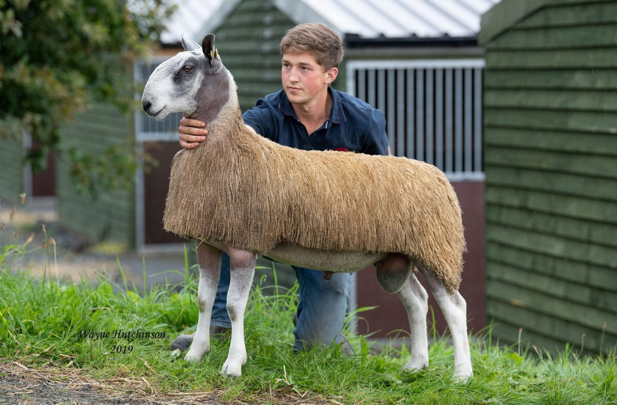 Jones Peckover (Builth NSA Rings) at St Asaph - Rams & Females Image