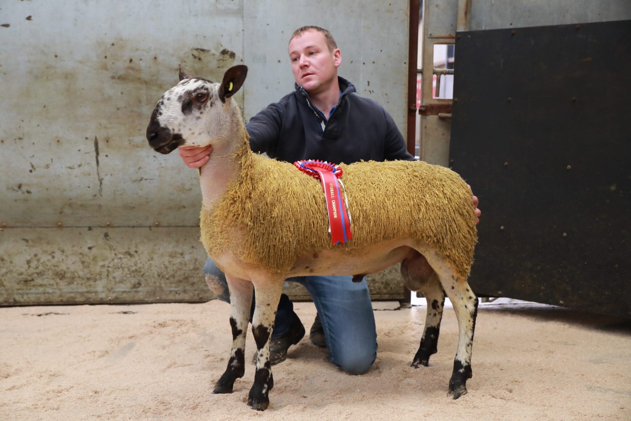 Armoy Rams & Females Image