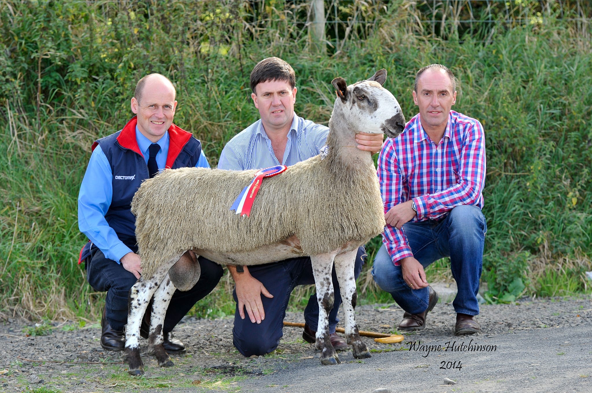 Ballymena Ram & Female Sale Sale Reports