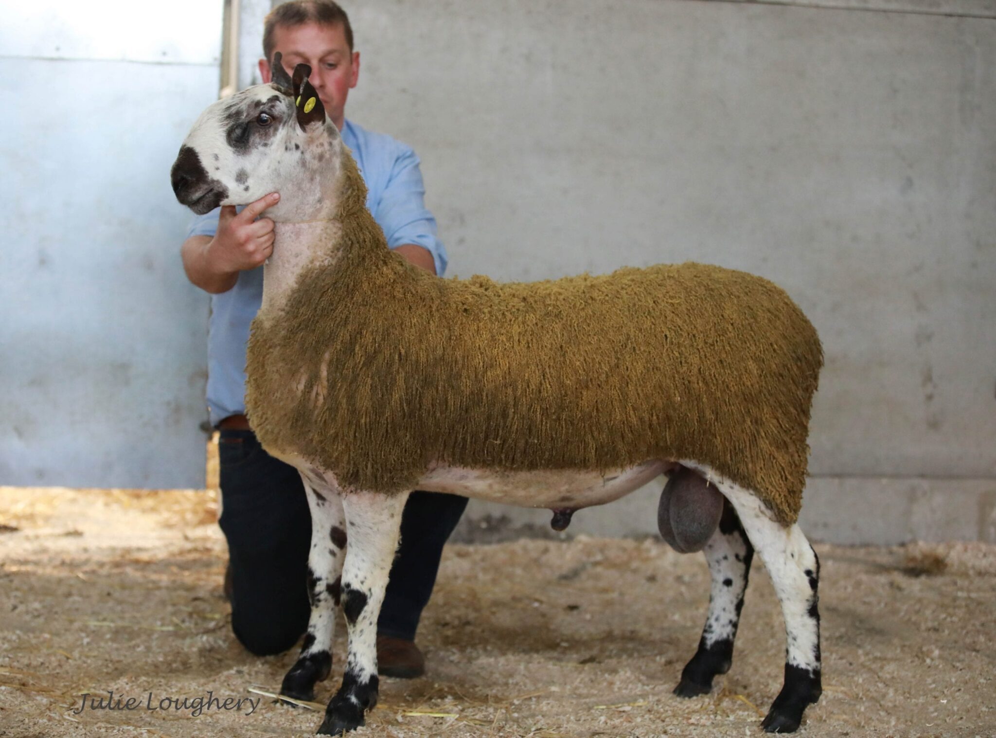 Ballymena Rams & Females Image