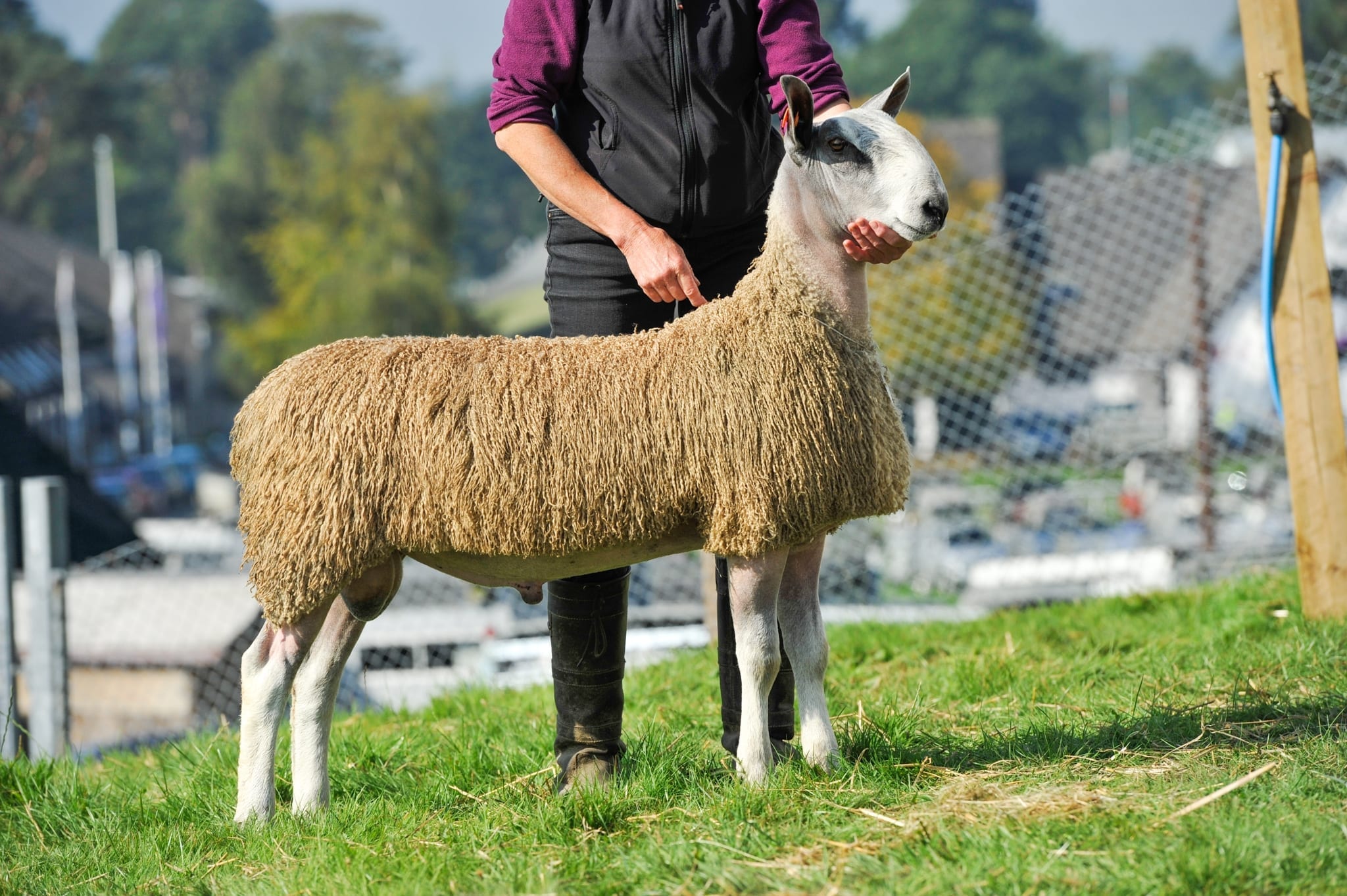 NSA Wales & Border Ram Sale – Builth Wells Sale Reports