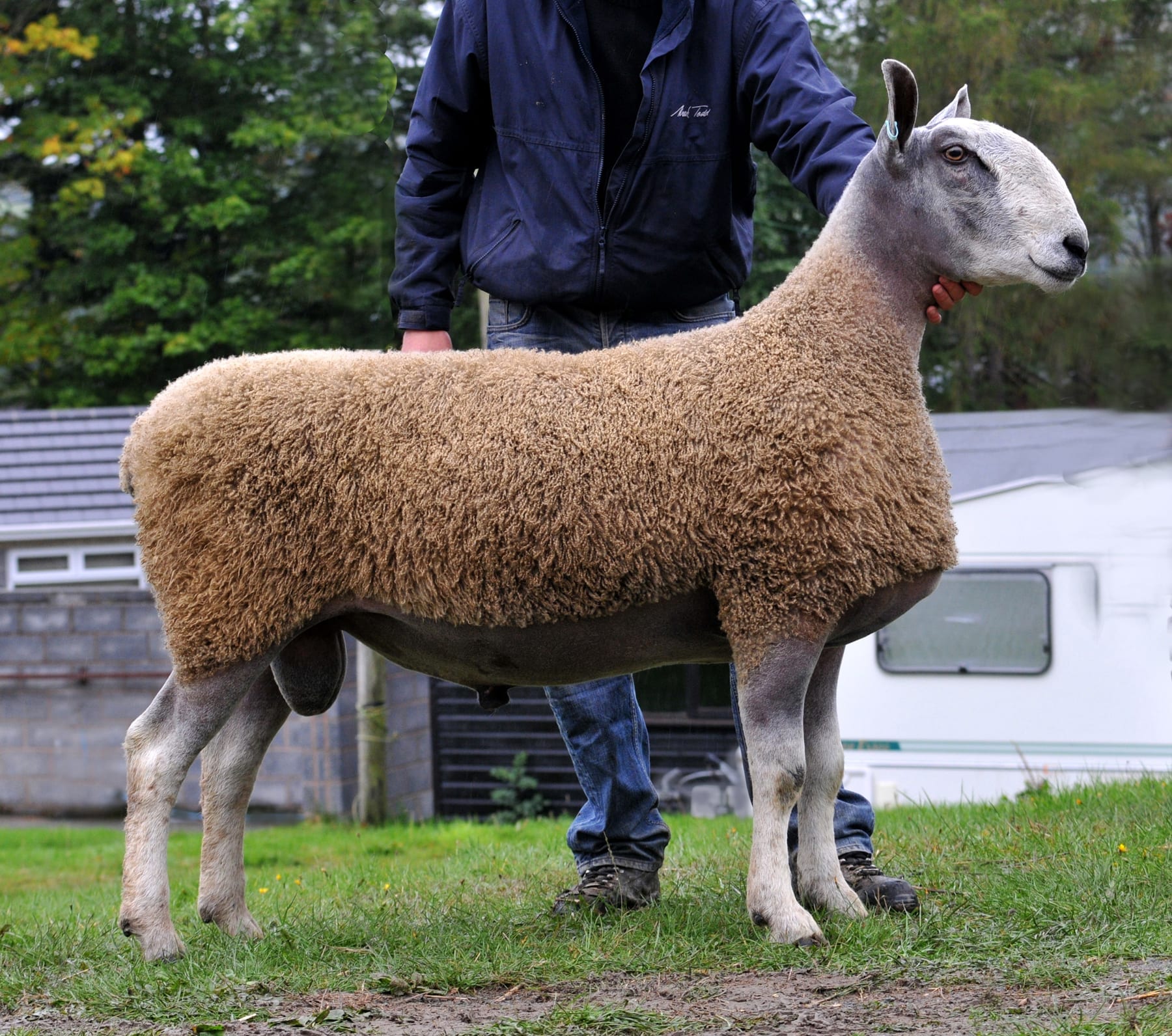 NSA Wales & Border Ram Sales – Builth Wells Sale Reports