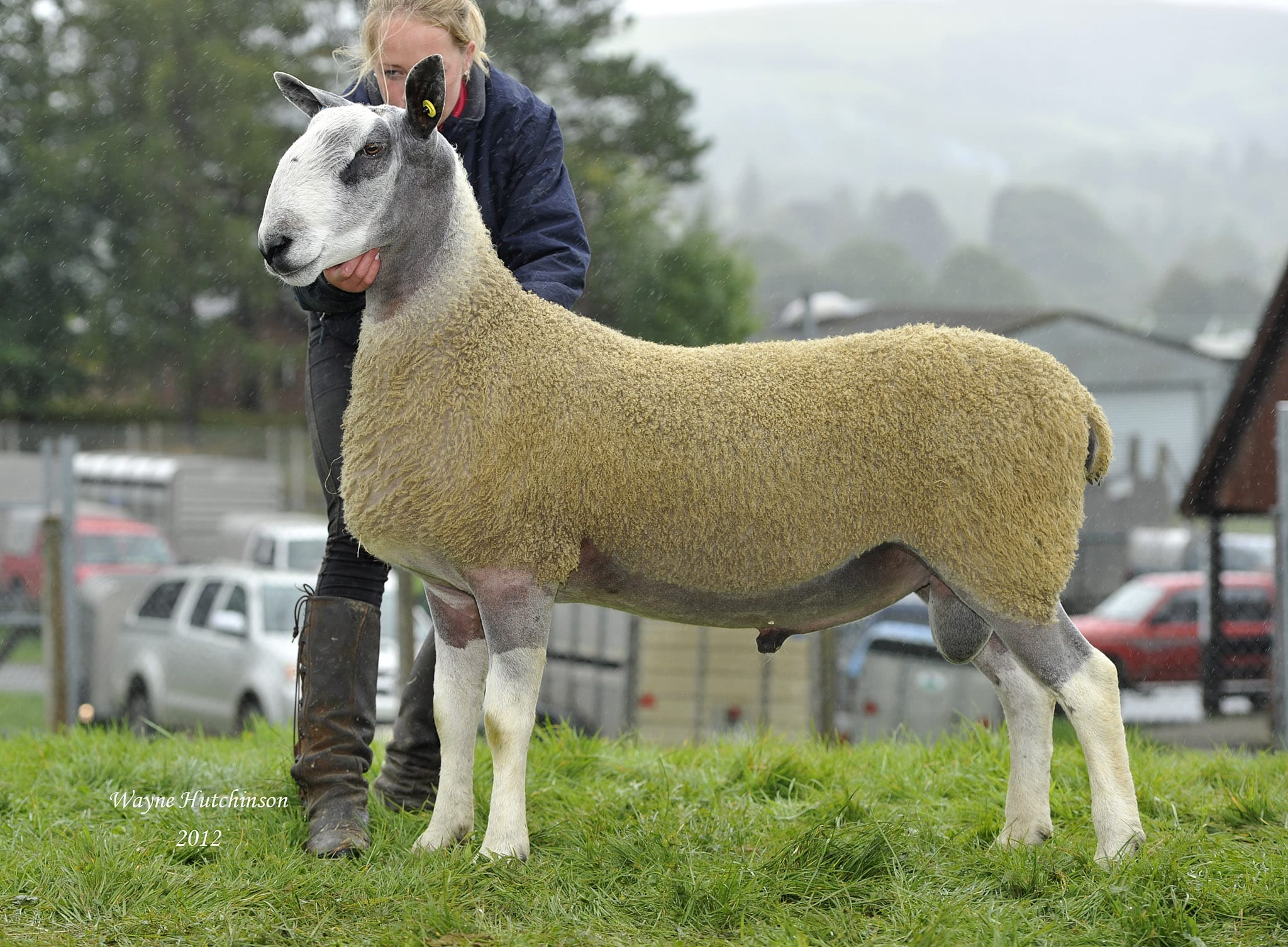 NSA Wales & Border Ram Sale – Builth Wells Sale Reports