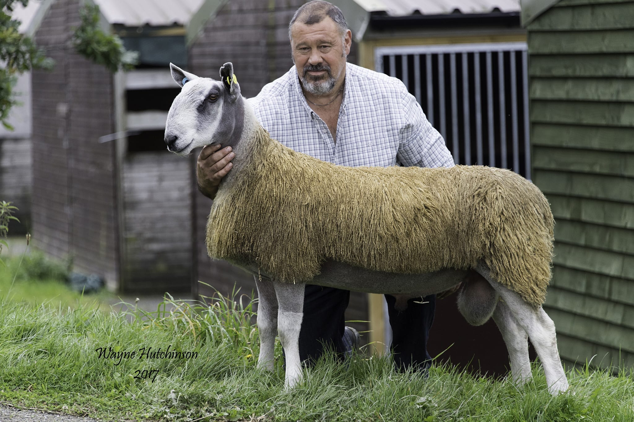 NSA Wales & Border Ram Sale Sale Reports