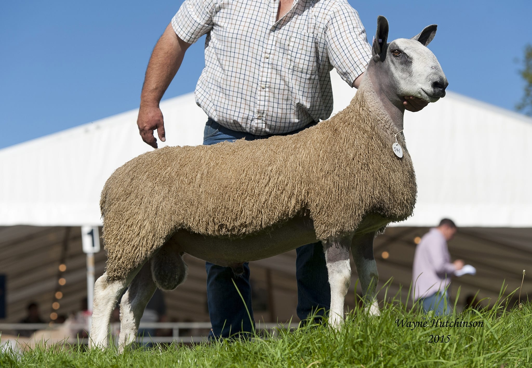 NSA Wales & Border Ram Sale Sale Reports