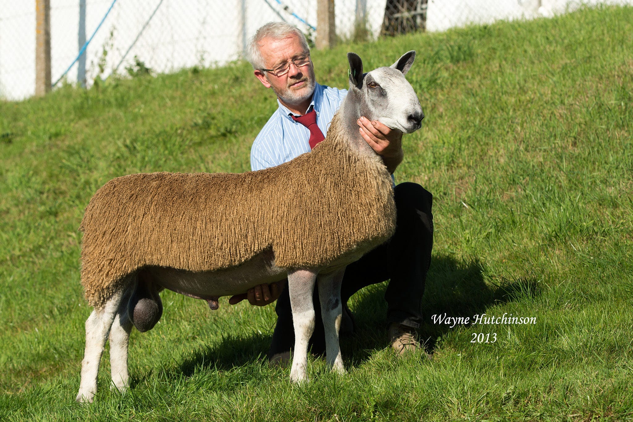 NSA Wales & Border Ram Sale – Builth Wells Sale Reports