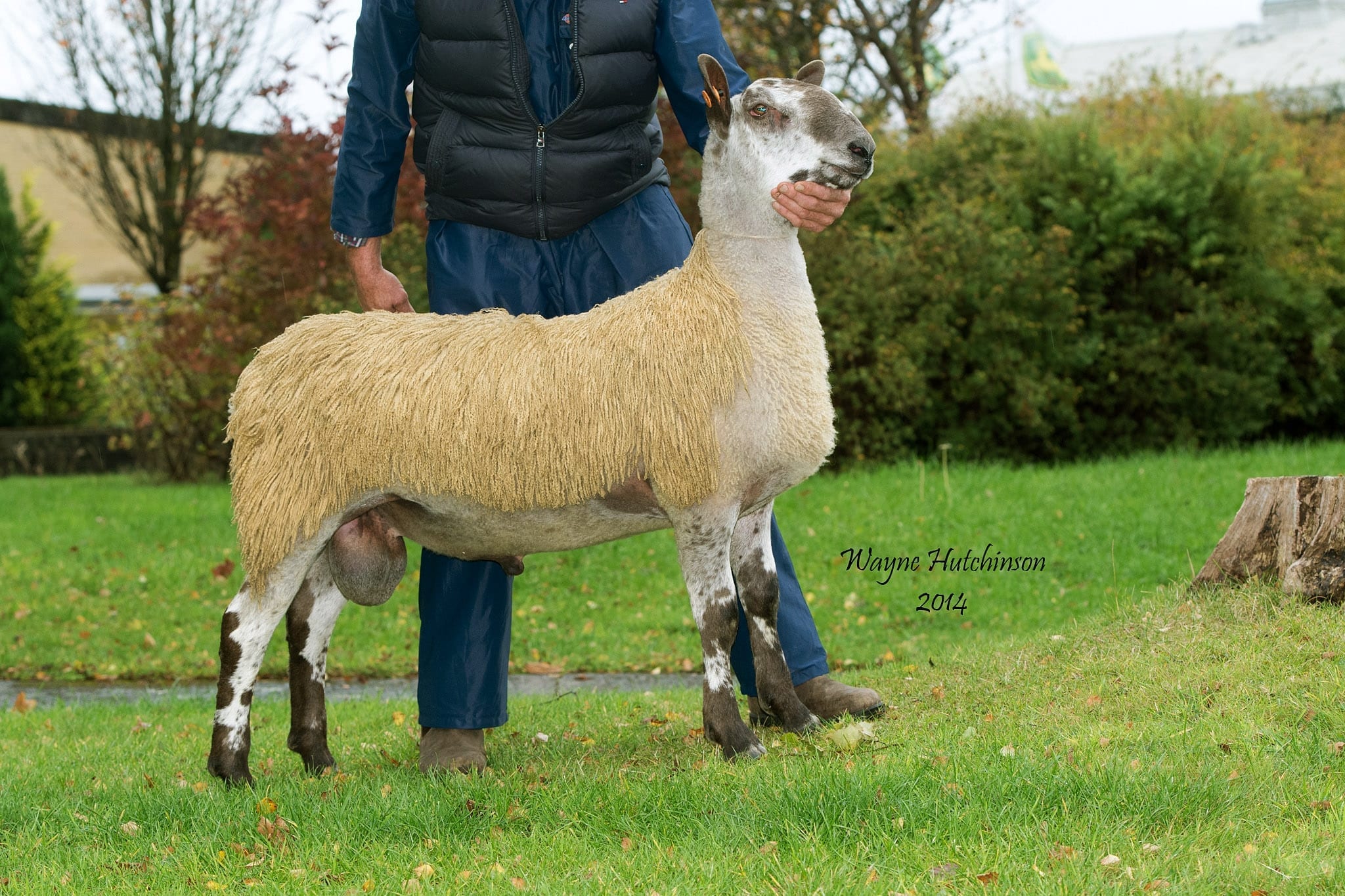 Carlisle Ram & Female Sale Sale Reports