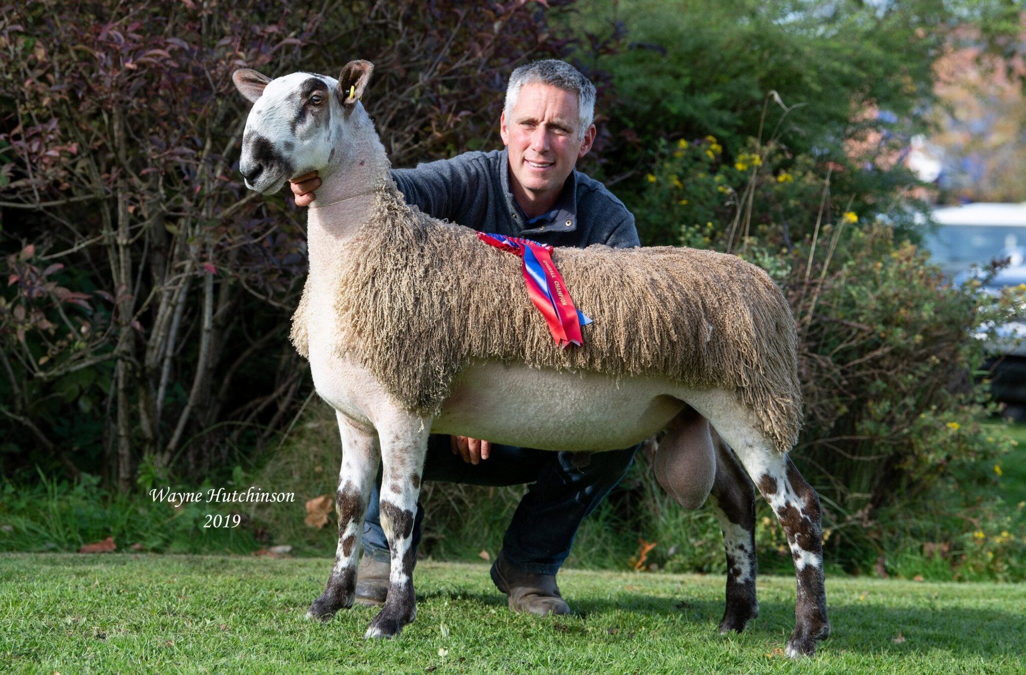 Carlisle Rams & Females Crossing Type Image