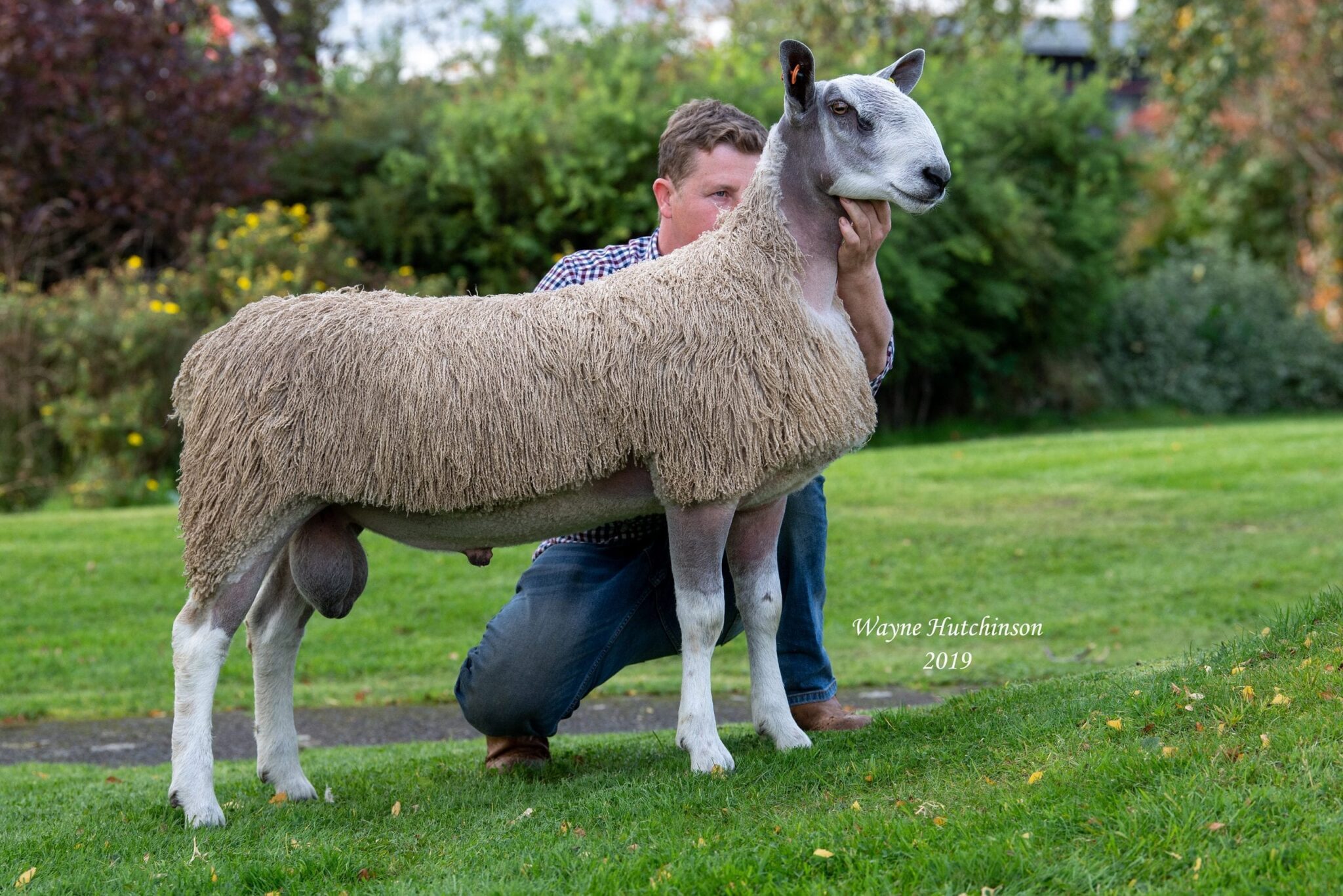 Carlisle Rams & Females Traditional Type (Evening Sale) Image