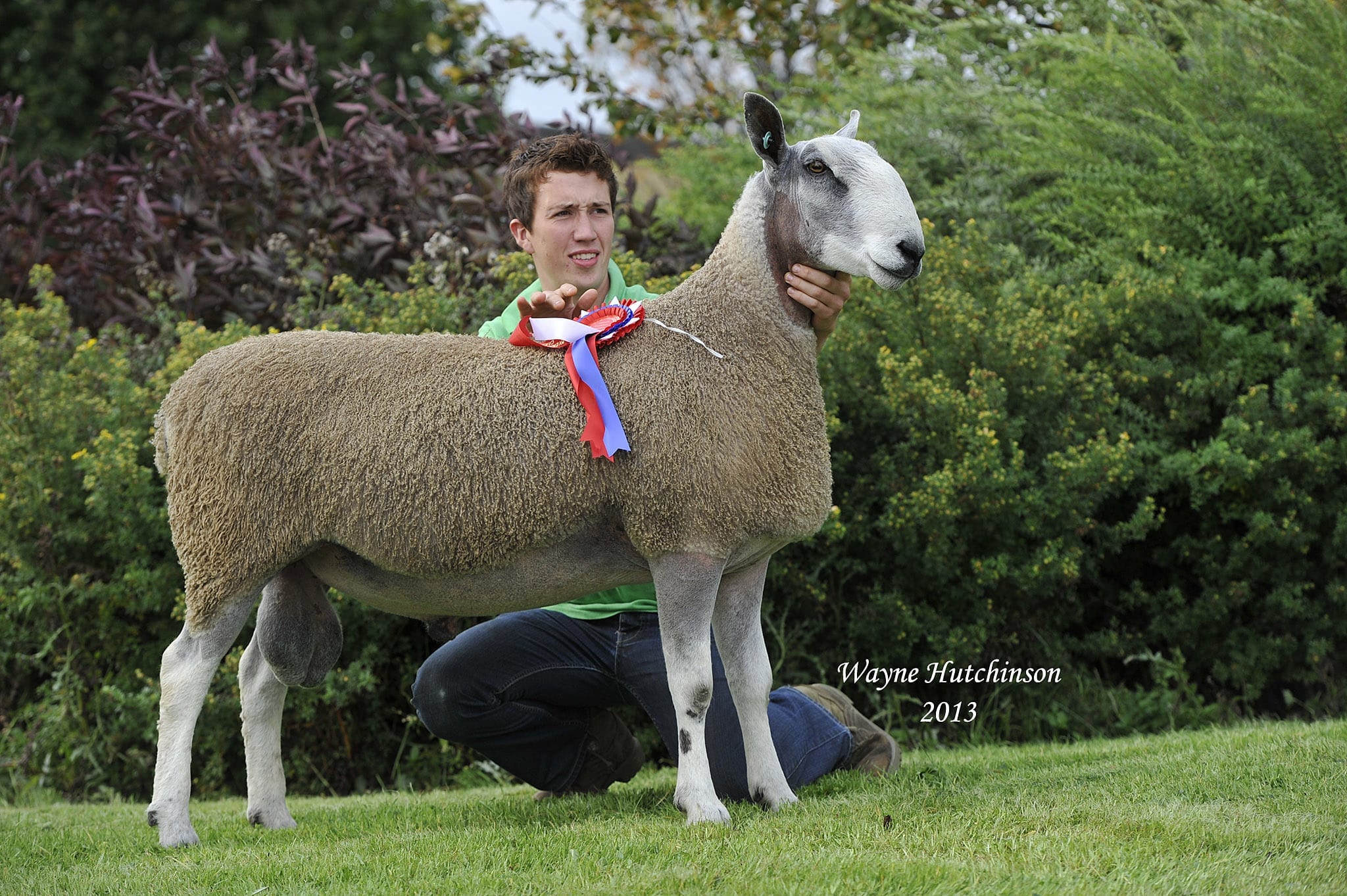 Carlisle Ram & Female Sale Sale Reports