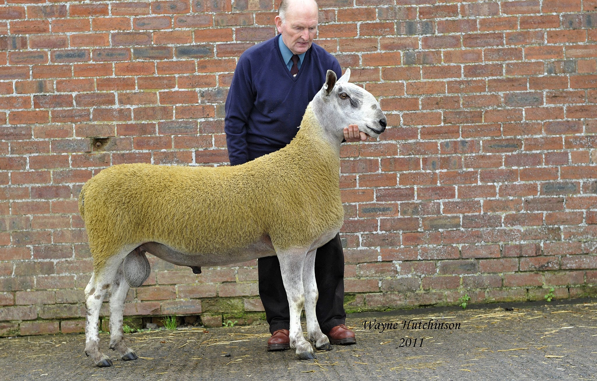 Castle Douglas Ram Sale Sale Reports