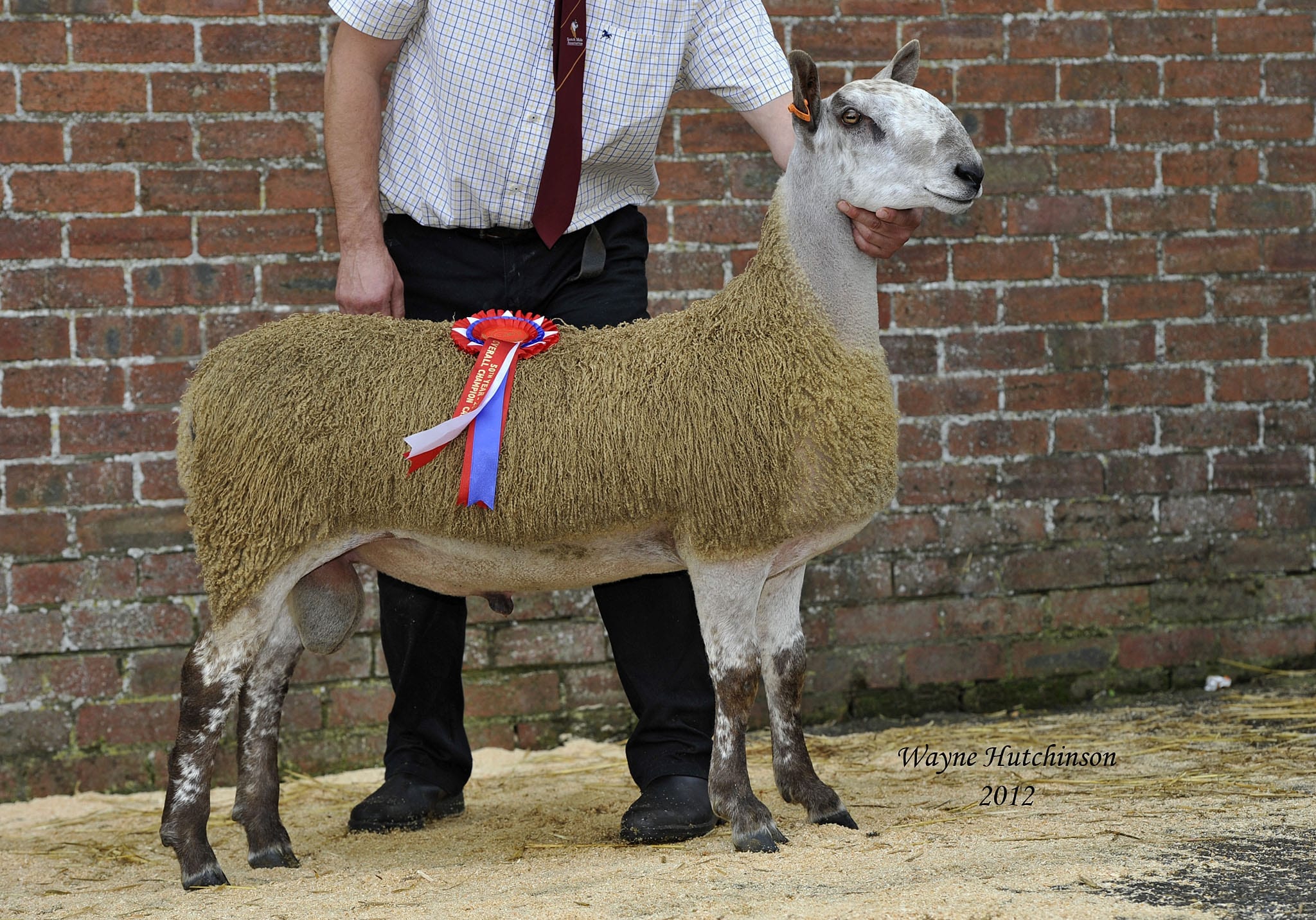 Castle Douglas Ram Sale Sale Reports