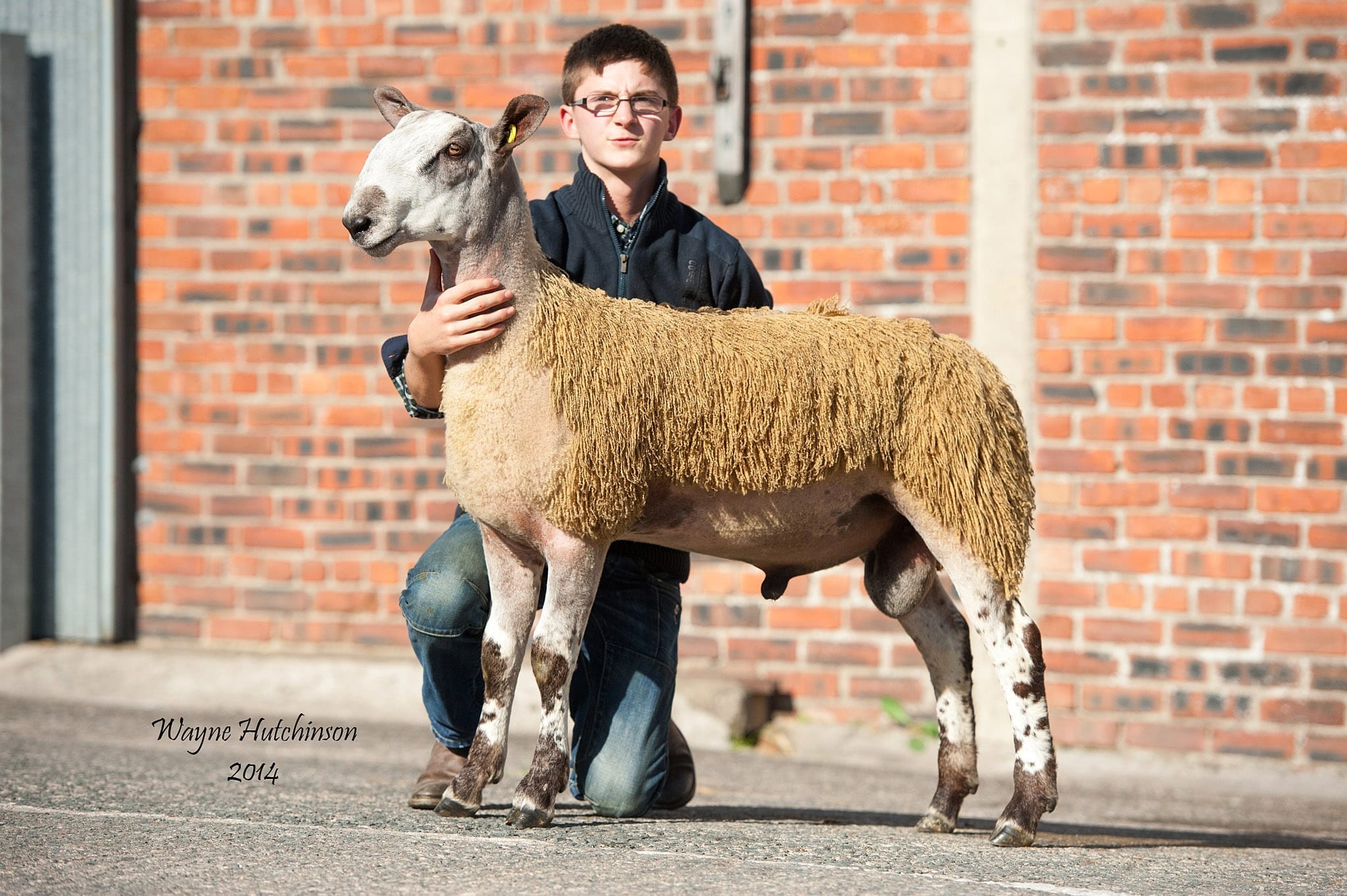 Castle Douglas Ram Sale Sale Reports