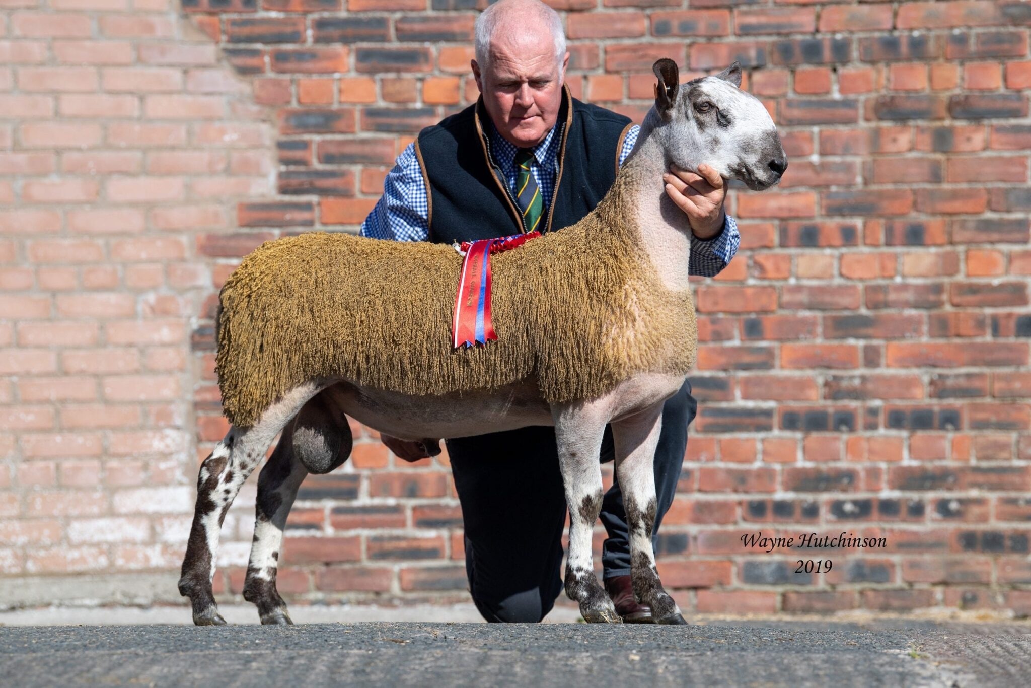 Castle Douglas Rams & Females Image