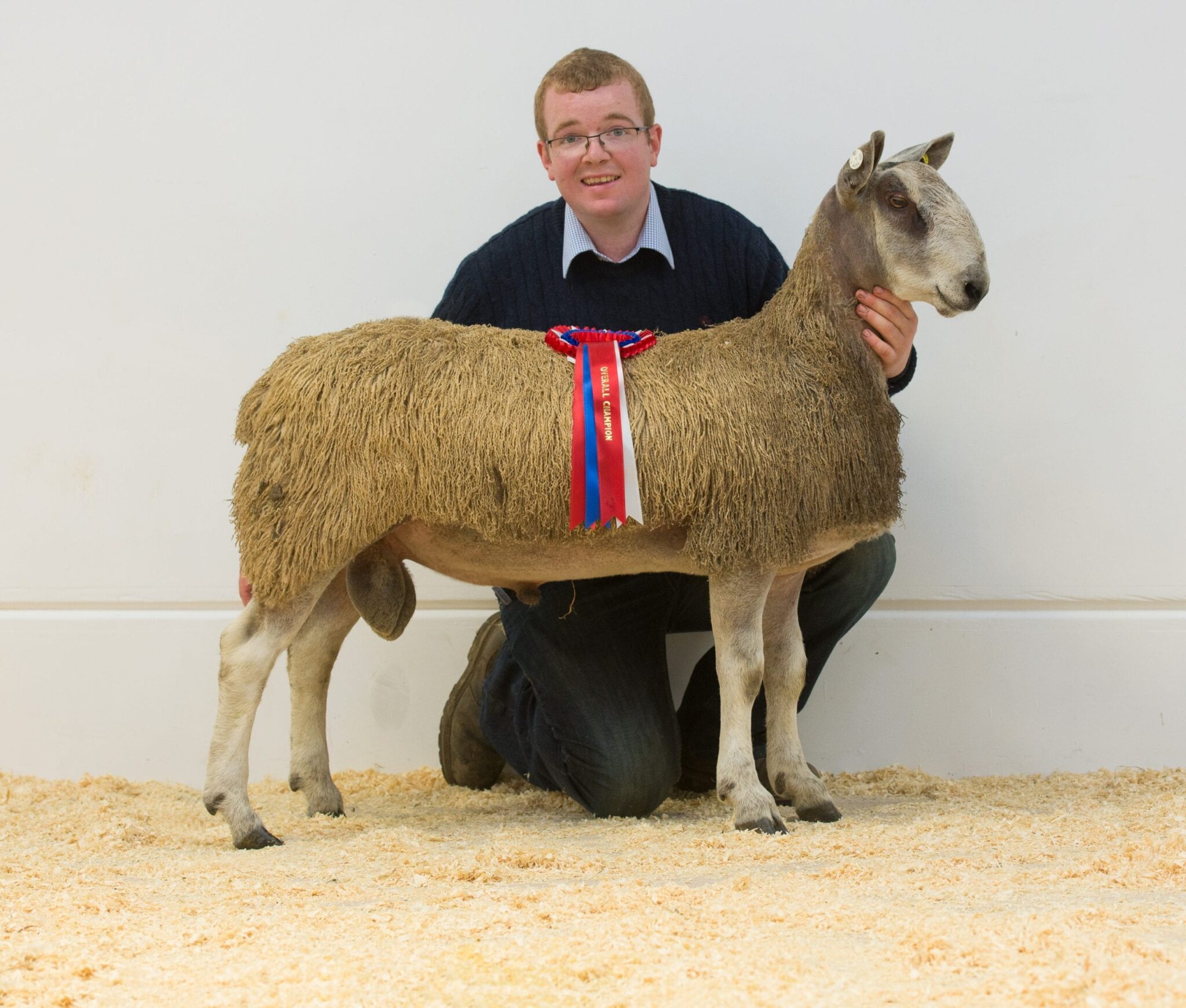 Ruthin Rams & Female Sale Sale Reports