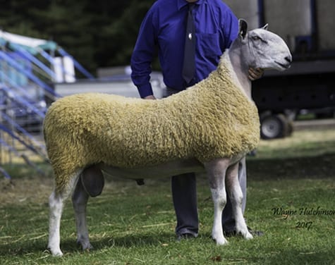 Kelso Ram Sale – Traditional Type Sale Reports