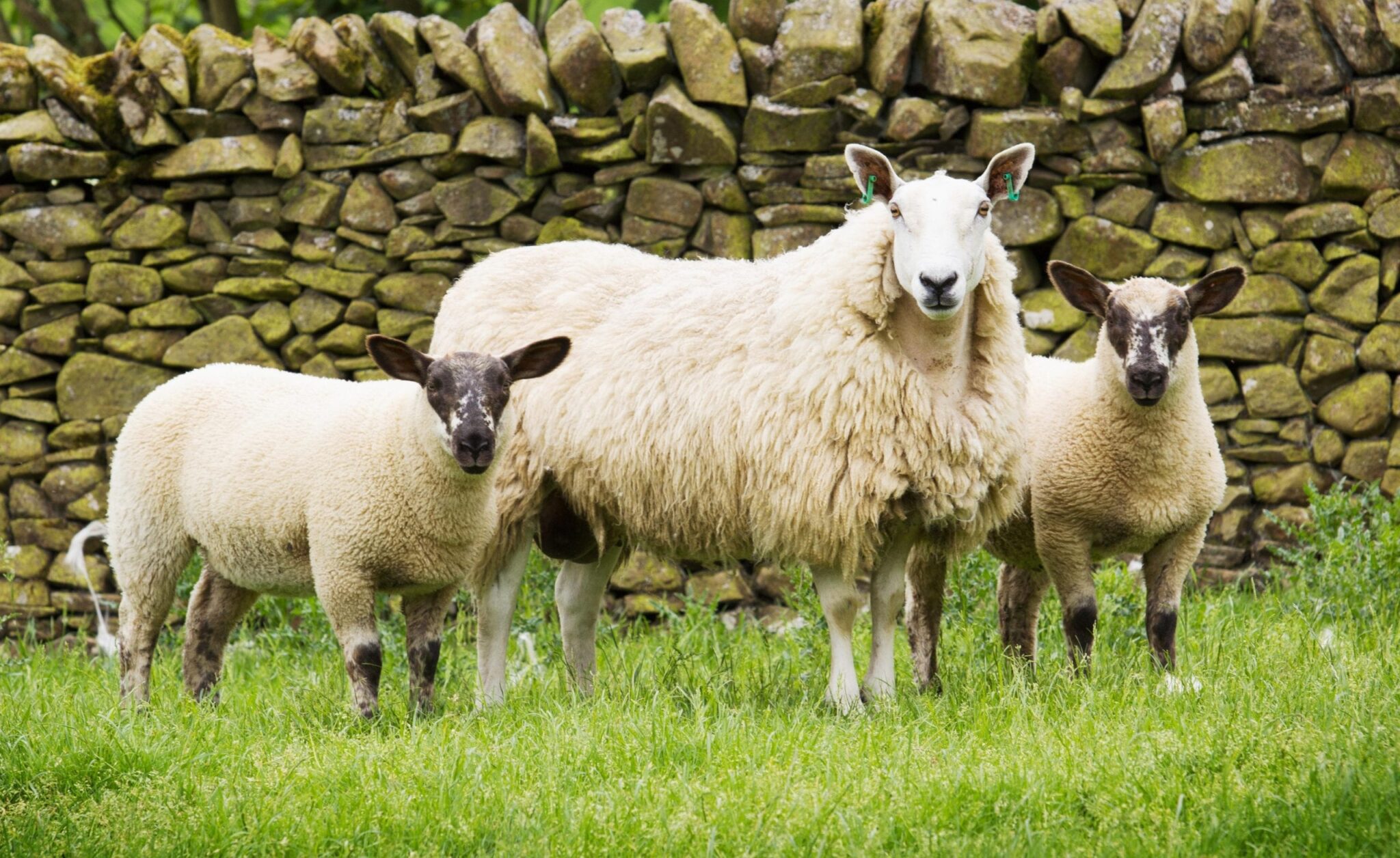 The Mule | Bluefaced Leicester Sheep Breeders' Association