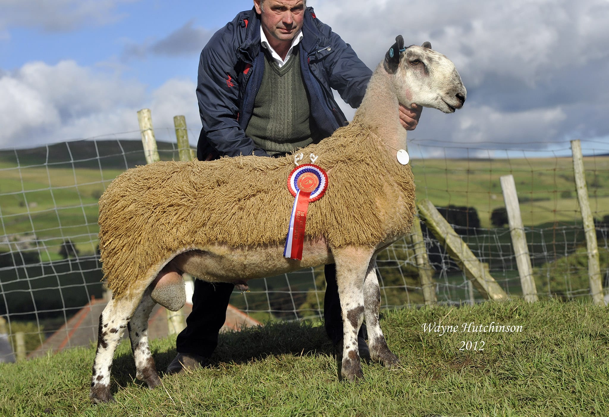 Hawes Ram & Female Sale Sale Reports