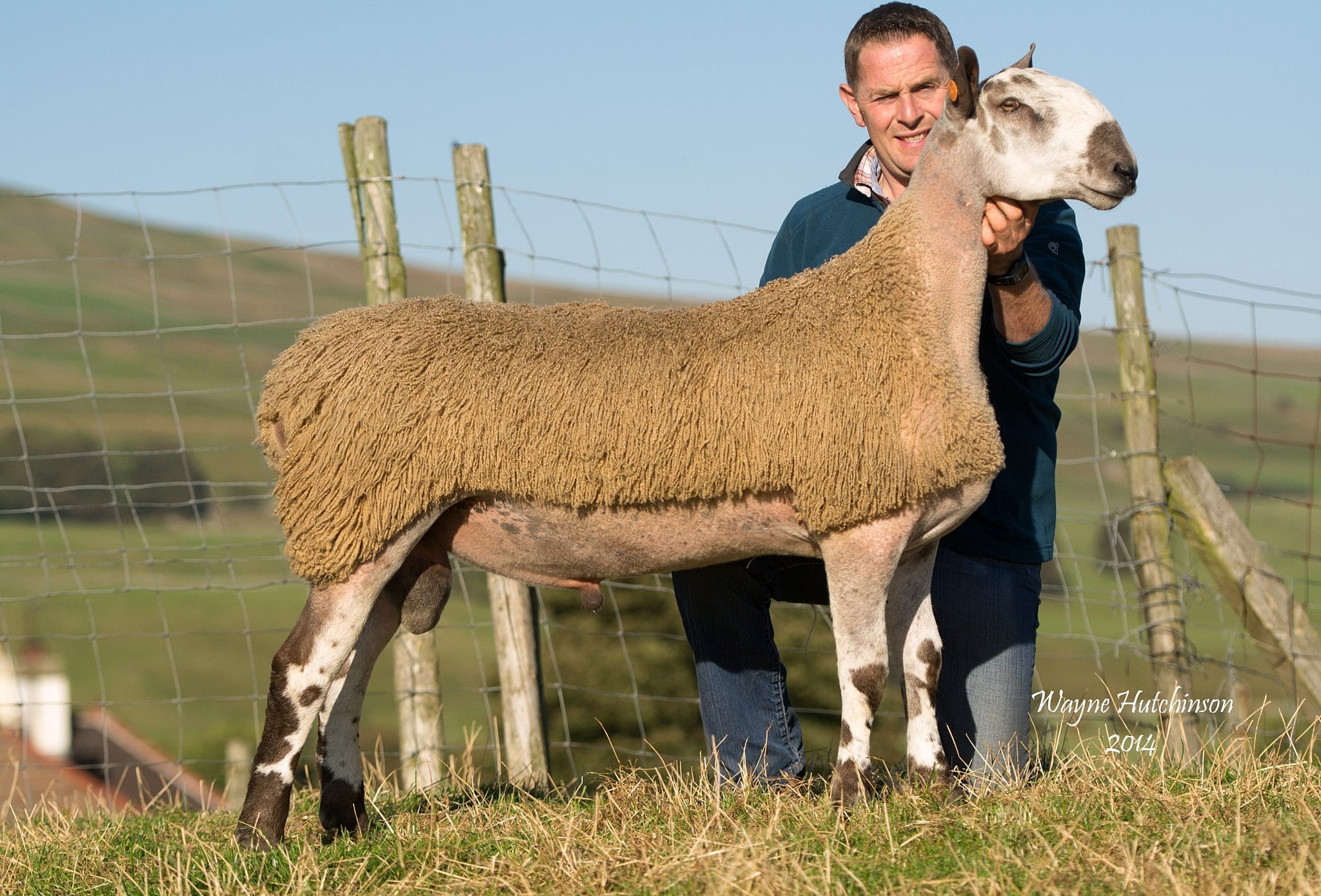 Hawes Ram & Female Sale Sale Reports