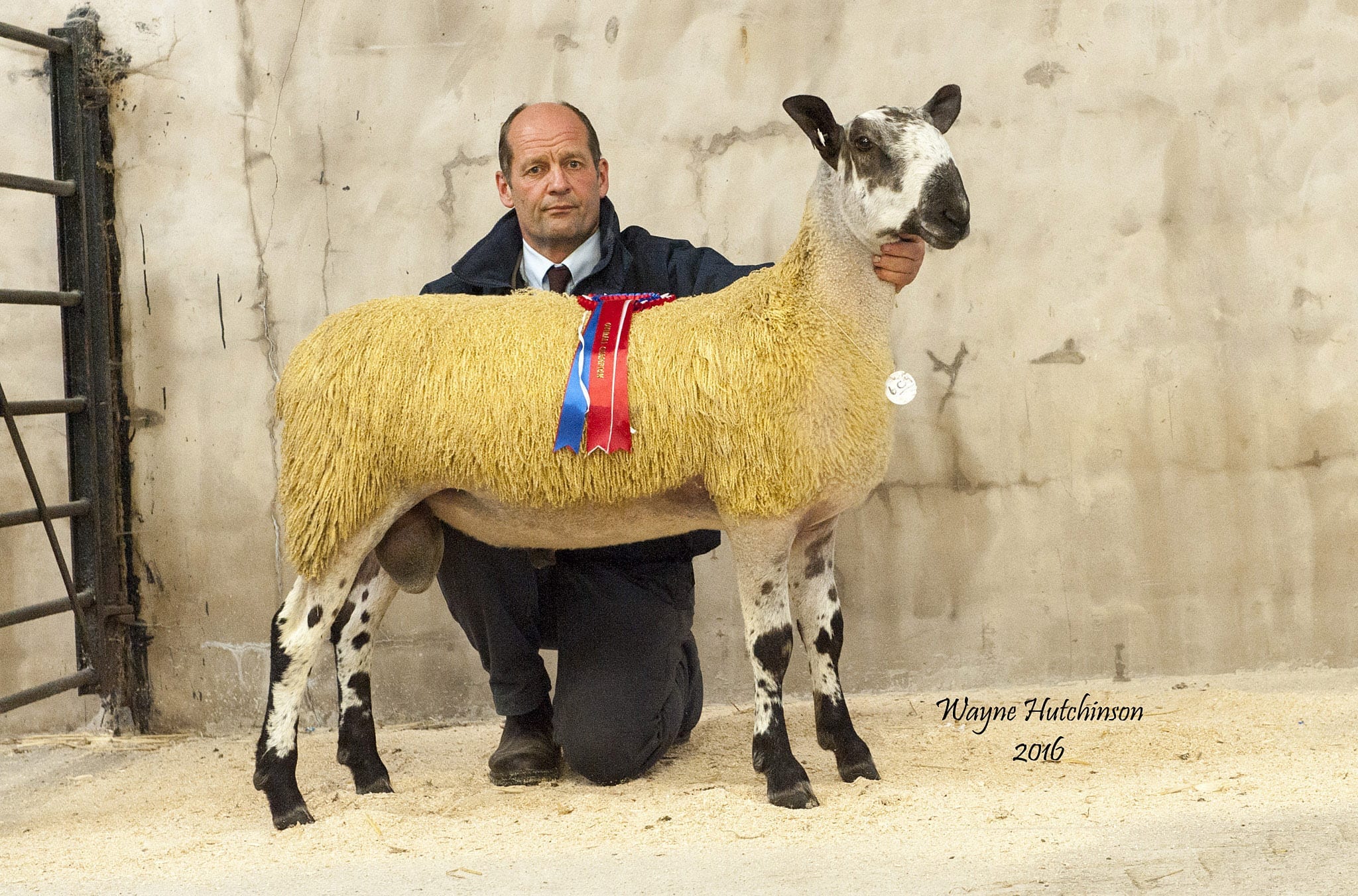 Hawes Ram & Female Sale Sale Reports