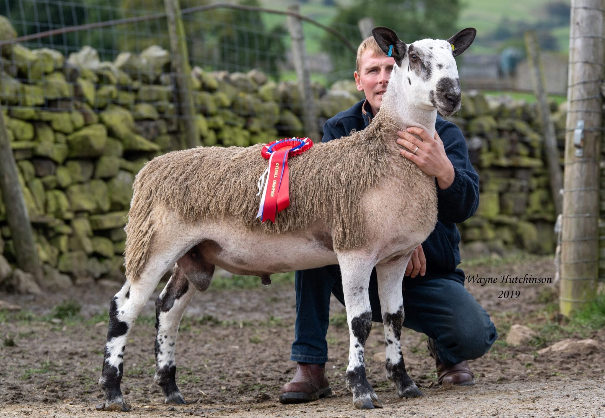 Hawes Rams & Females Image