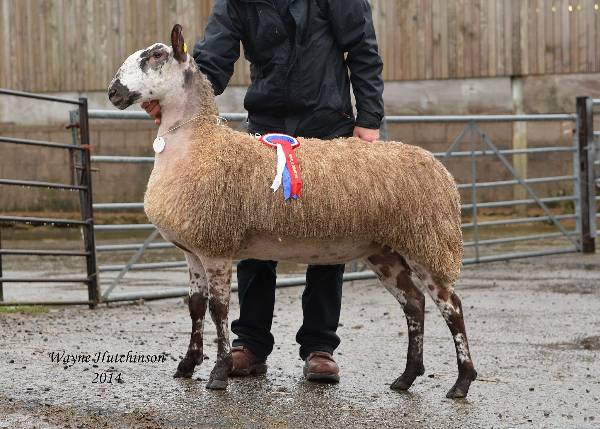 Hawes Female Sale Sale Reports