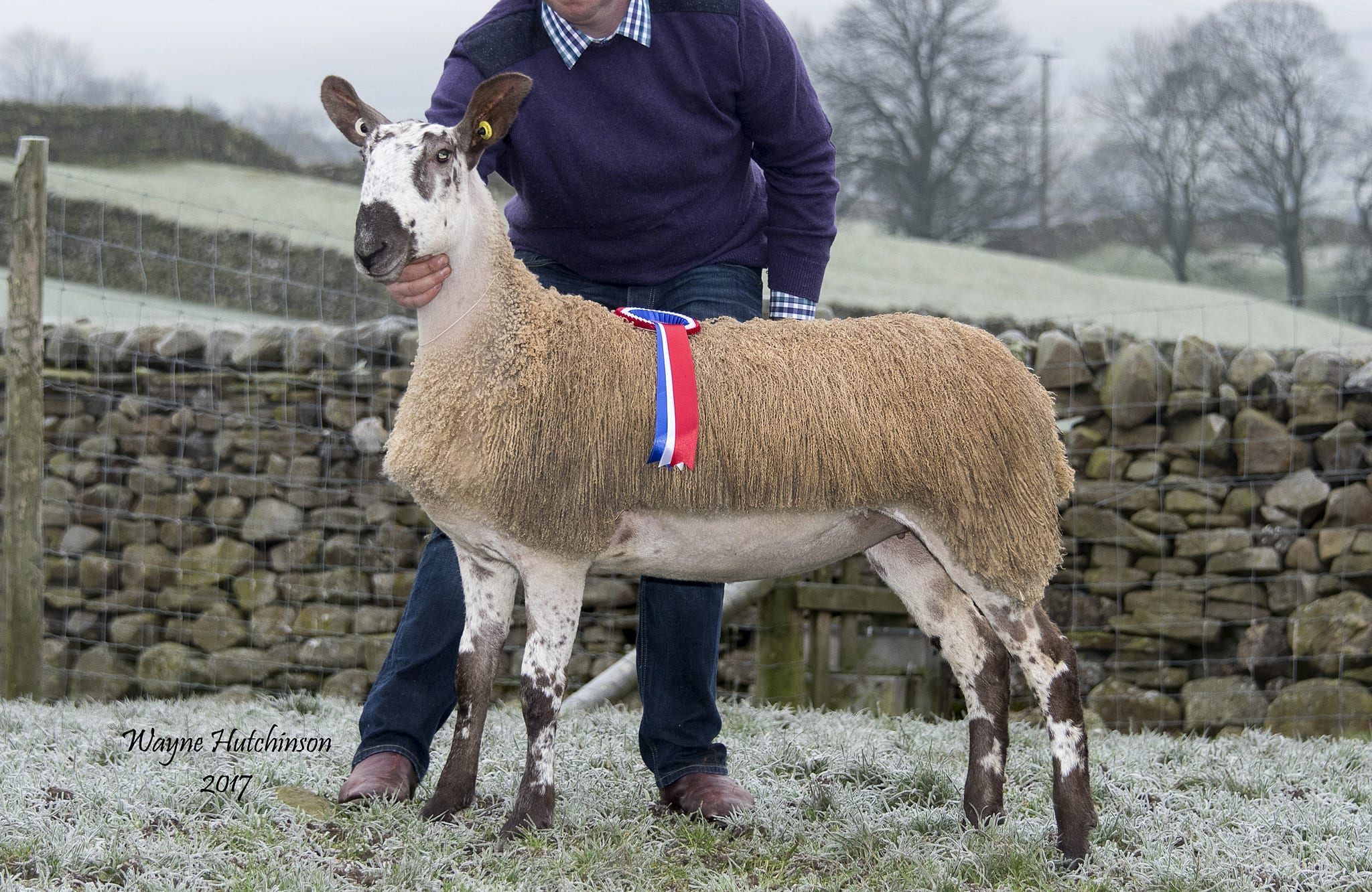 Hawes Female Sale Sale Reports