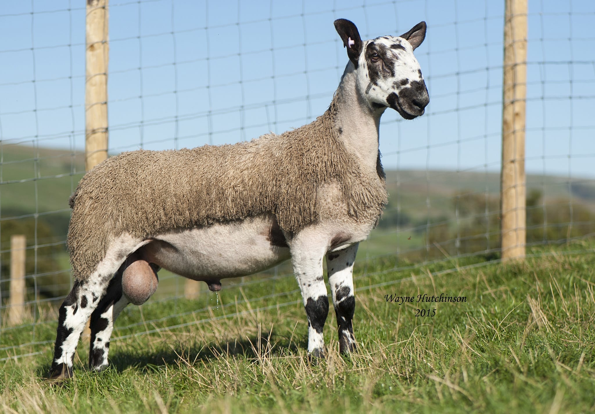 Hawes Ram & Female Sale Sale Reports