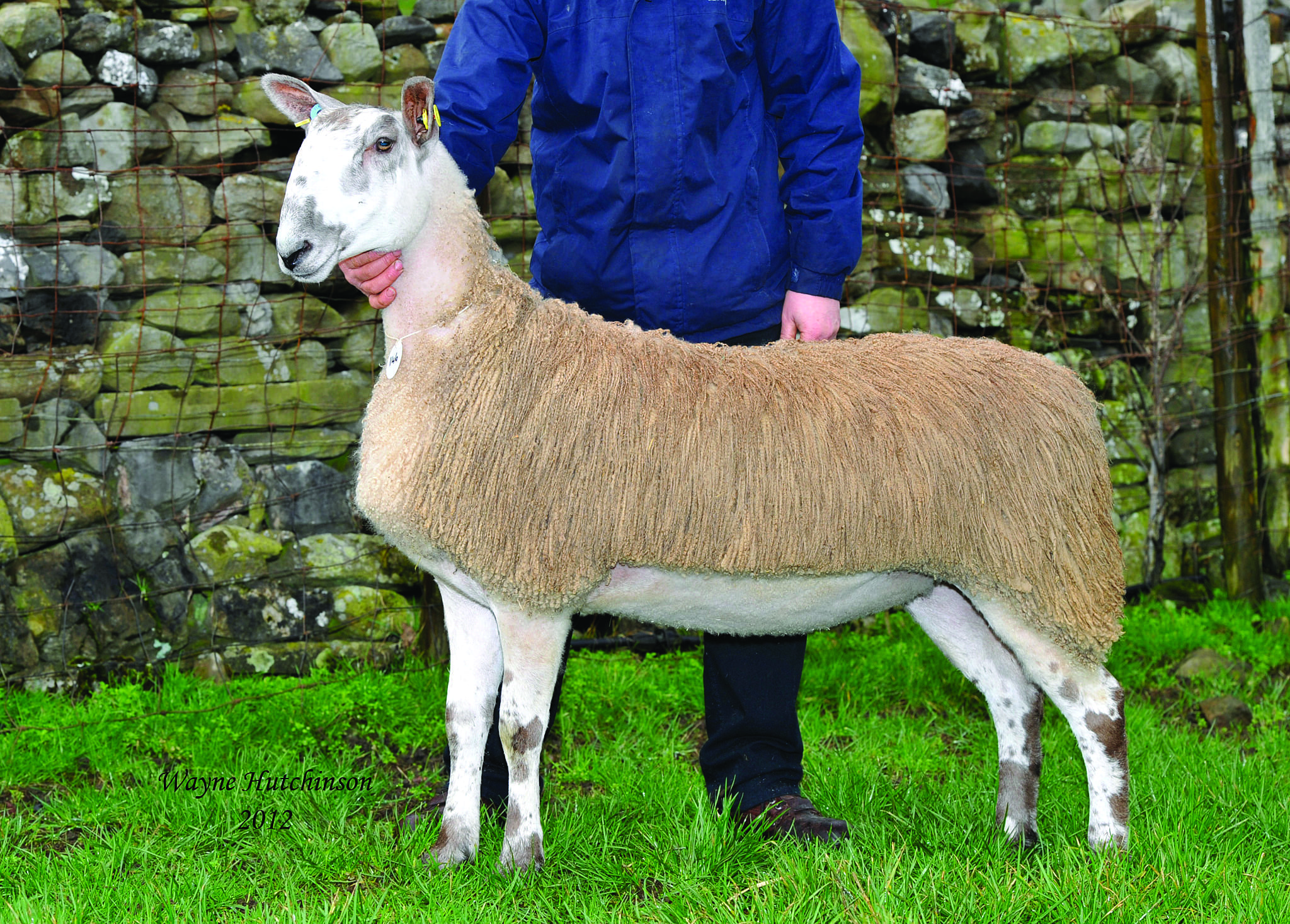 Hawes Female Sale Sale Reports