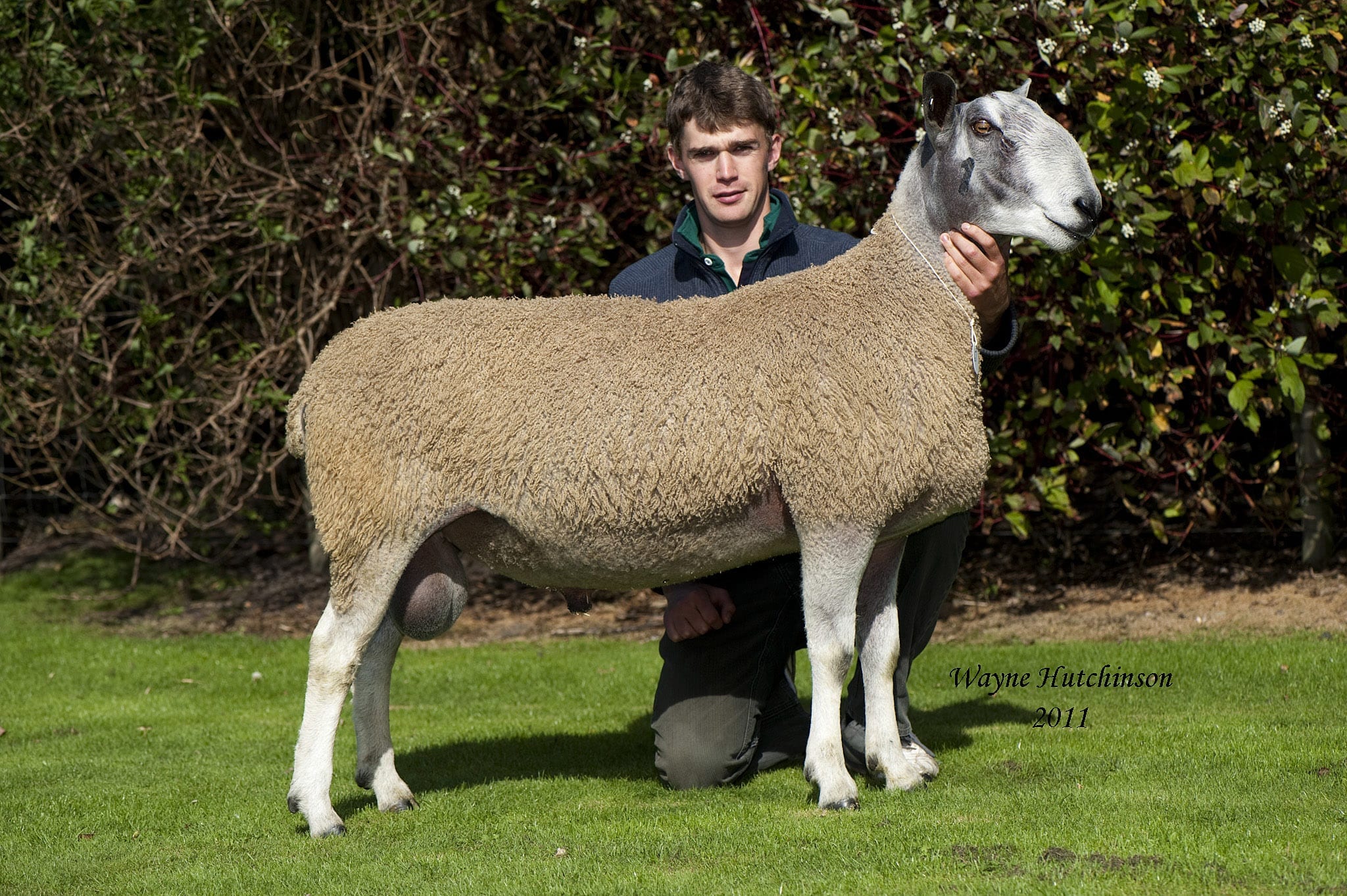 Hexham Ram & Female Sale Sale Reports