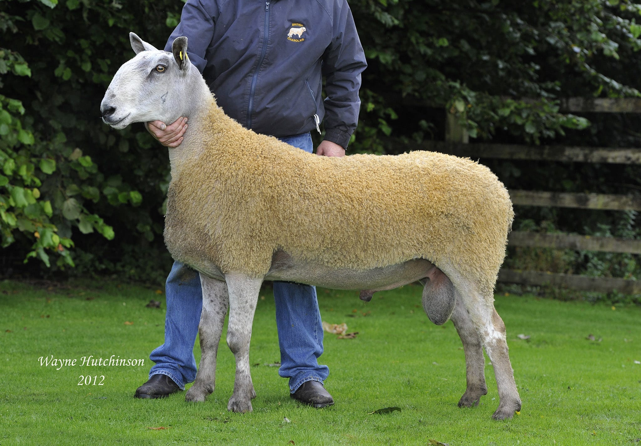 Hexham Ram Sale Sale Reports