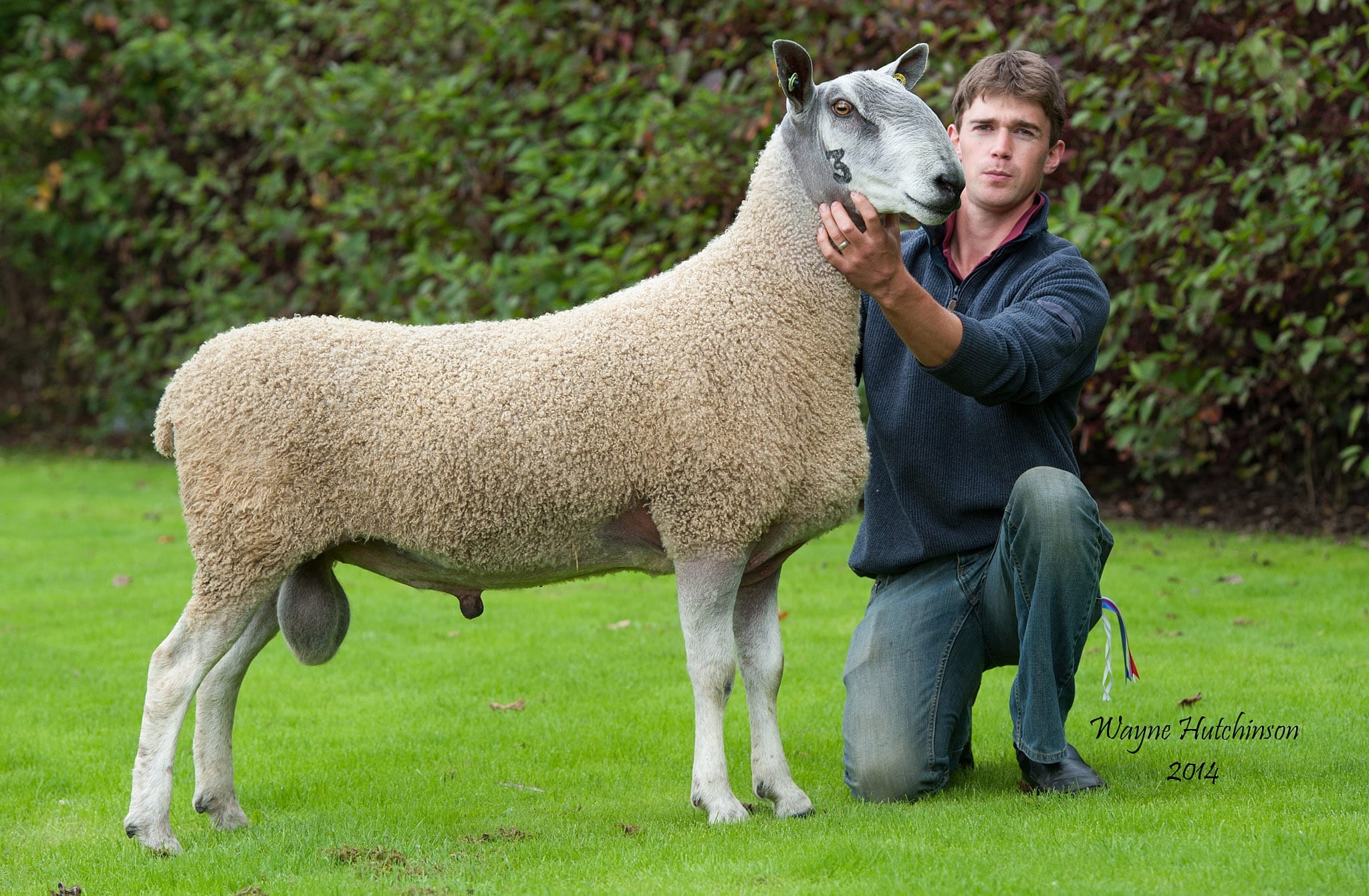 Hexham Ram & Female Sale Sale Reports